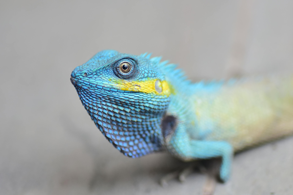 Chameleon adapting